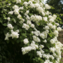 Voir la diapositive 4 : PLANT IN A BOX Hortensia grimpant - Set de 6 - Hydrangea anomale petiolaris - H25-40cm - ⌀9cm