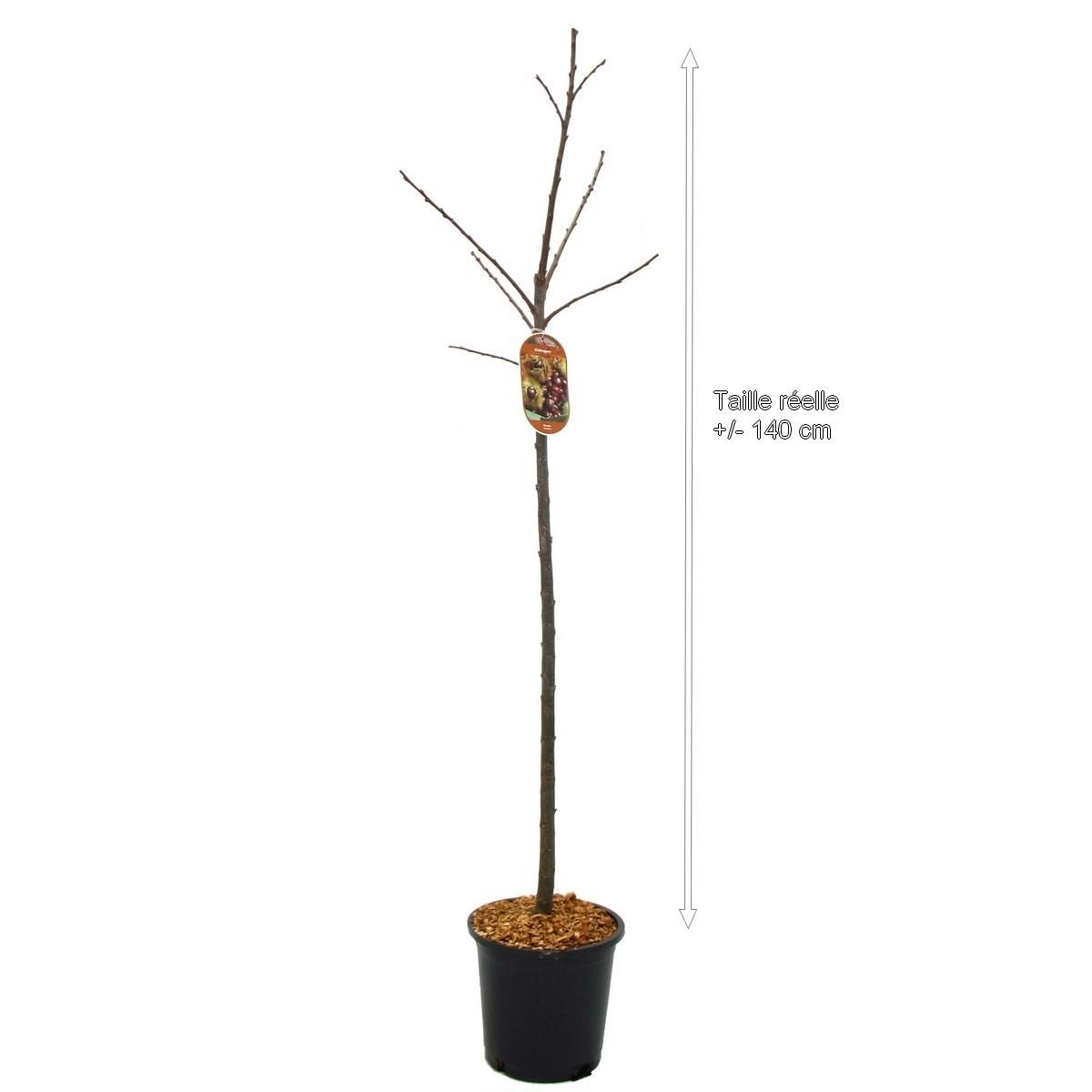 Châtaignier de semis