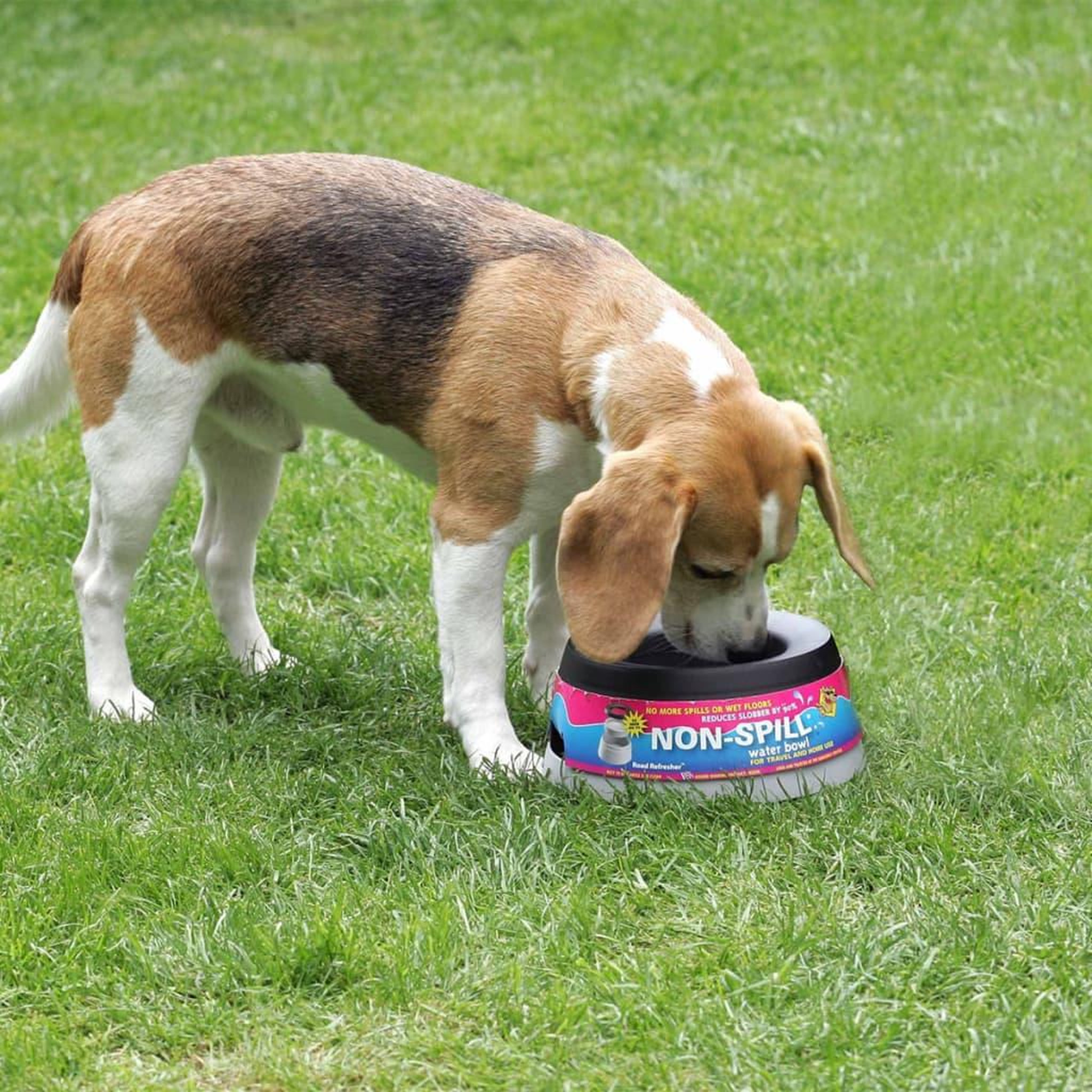 Voir la diapositive 1 : Road Refresher Road Refresher Bol a eau pour animaux de compagnie L Gris LGRR