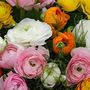 Voir la diapositive 4 : PLANT IN A BOX Renoncule - Set de 80 - Ranunculus - Bulbes à fleurs