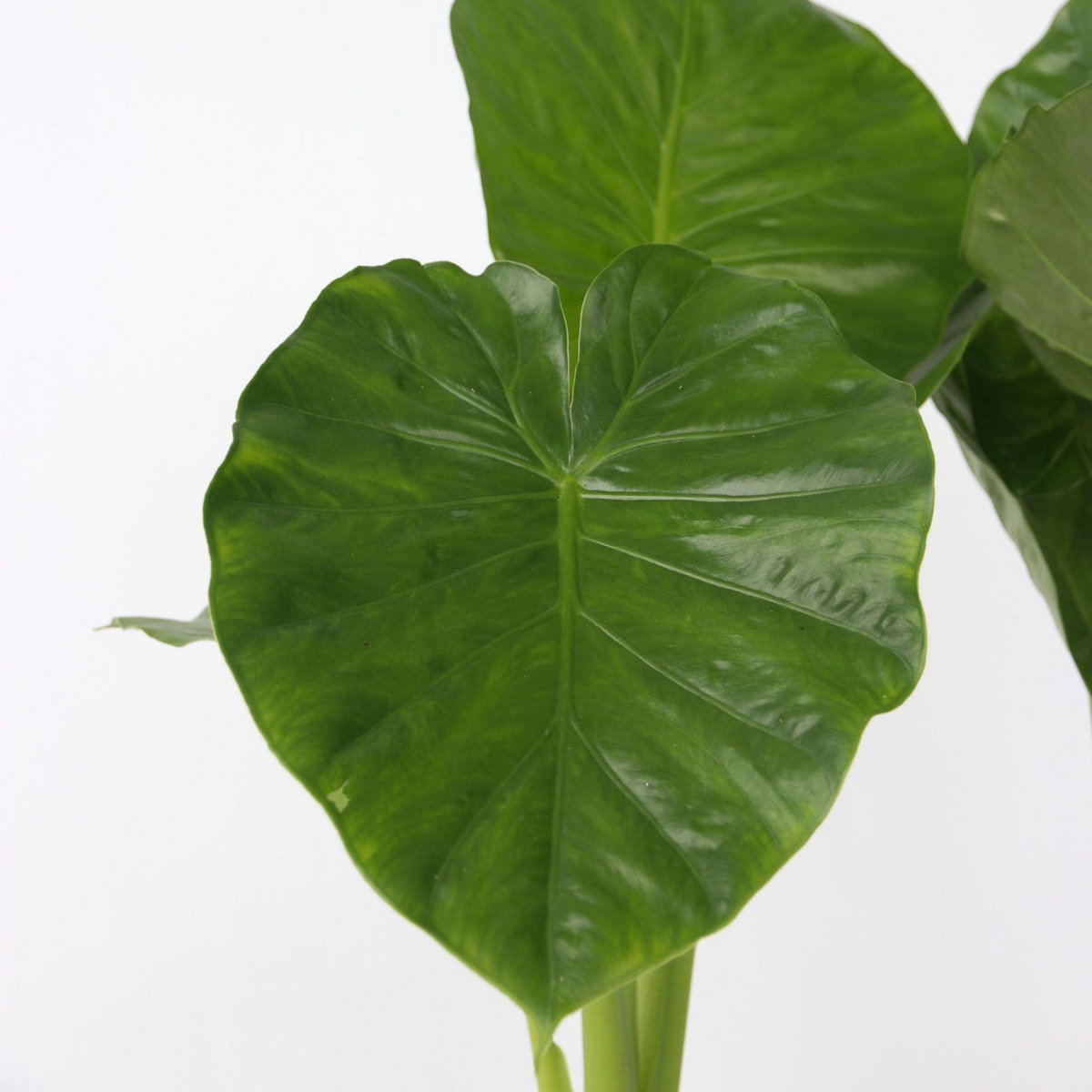 PLANT IN A BOX Plante éléphant - Set de 2 - Alocasia 'Odora' - Hauteur 55-75cm - ⌀17cm
