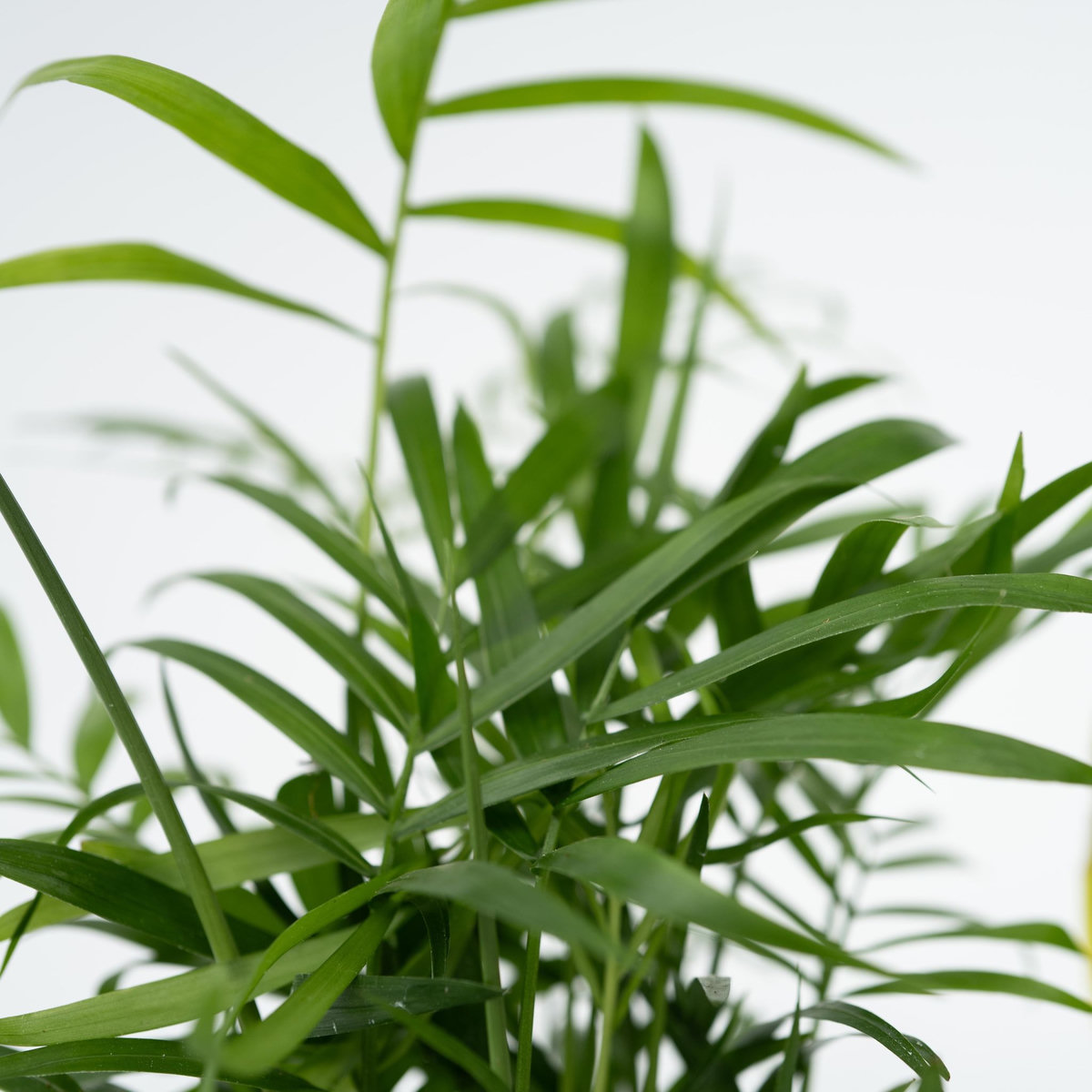 PLANT IN A BOX Plantes d'intérieur faciles - Lot de 4 avec panier - Hauteur 25-40cm - ⌀12cm