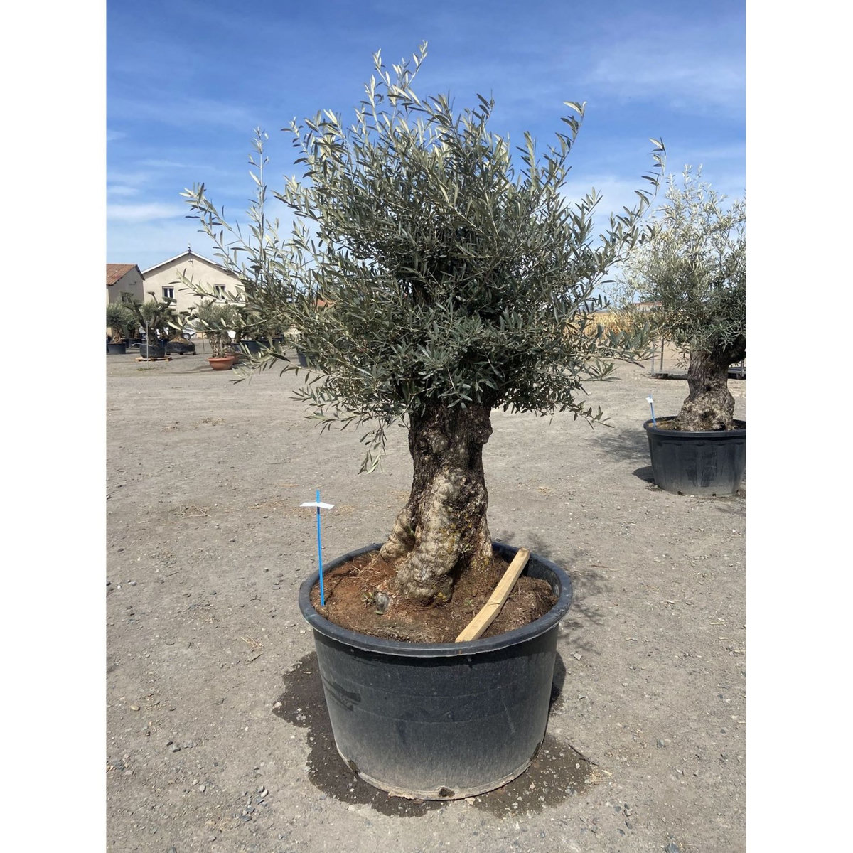 Olivier (Olea europea) - Tronc 125/150cm - H180/200cm