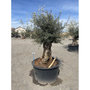 Voir la diapositive 3 : Olivier (Olea europea) - Tronc 125/150cm - H180/200cm