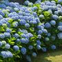 Voir la diapositive 4 : PLANT IN A BOX Hortensia - Set de 6 - Hydrangea macrophylla - Hauteur 25-40cm - ⌀9cm