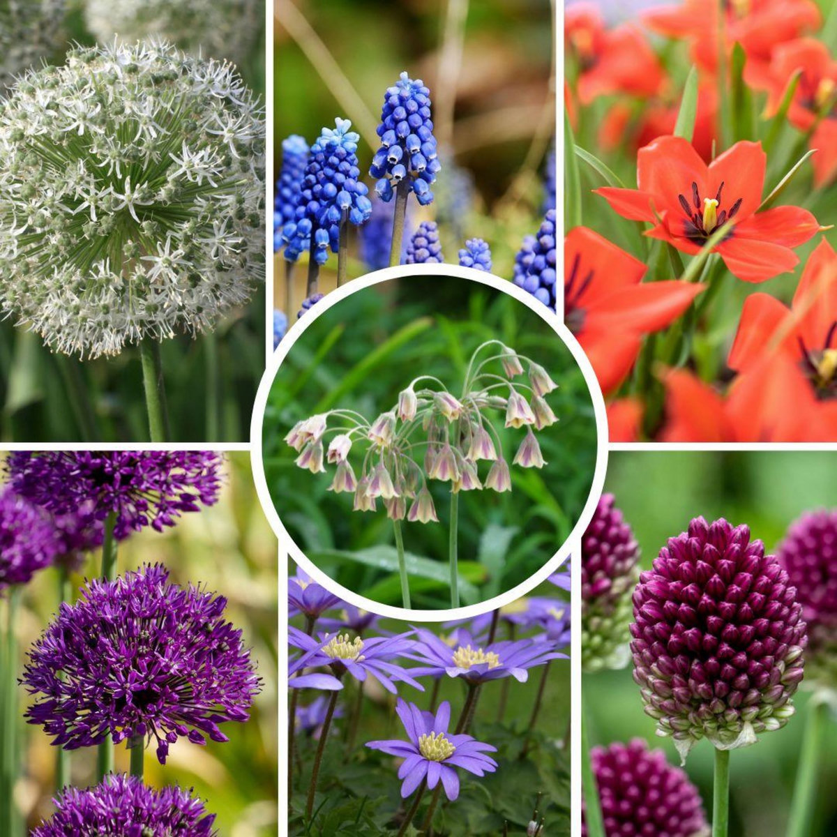 PLANT IN A BOX Mélange de bulbes pour abeilles et papil - Set de 120 - Bulbes à fleurs