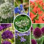 Voir la diapositive 4 : PLANT IN A BOX Mélange de bulbes pour abeilles et papil - Set de 120 - Bulbes à fleurs