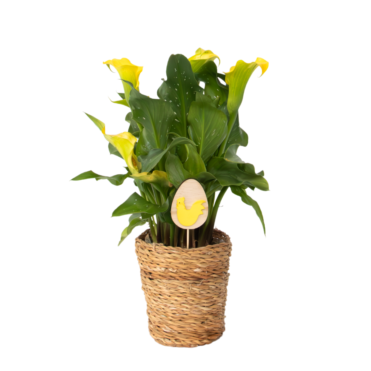PLANT IN A BOX Calla 'Ruby' - Arum - Jaune - Hauteur 30-40cm - ⌀12cm ...