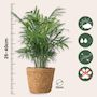 Voir la diapositive 2 : PLANT IN A BOX Petits Dypsis et Chamaedorea - Lot de 2 avec panier - Hauteur 25-40cm - ⌀12cm