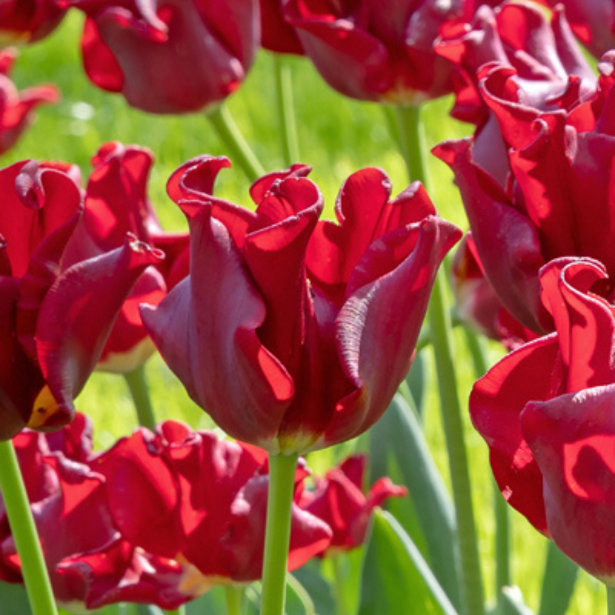PLANT IN A BOX Bulbes de tulipes 'Red Dress' - Lot de 10 - Rouge foncé - Rustiques & vivaces