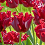 Voir la diapositive 3 : PLANT IN A BOX Bulbes de tulipes 'Red Dress' - Lot de 10 - Rouge foncé - Rustiques & vivaces