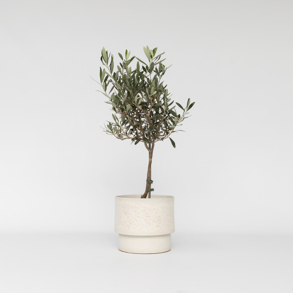 PLANT IN A BOX Olivier - Olea europaea - Hauteur 60-70cm - ⌀17cm