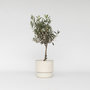Voir la diapositive 6 : PLANT IN A BOX Olivier - Olea europaea - Hauteur 60-70cm - ⌀17cm