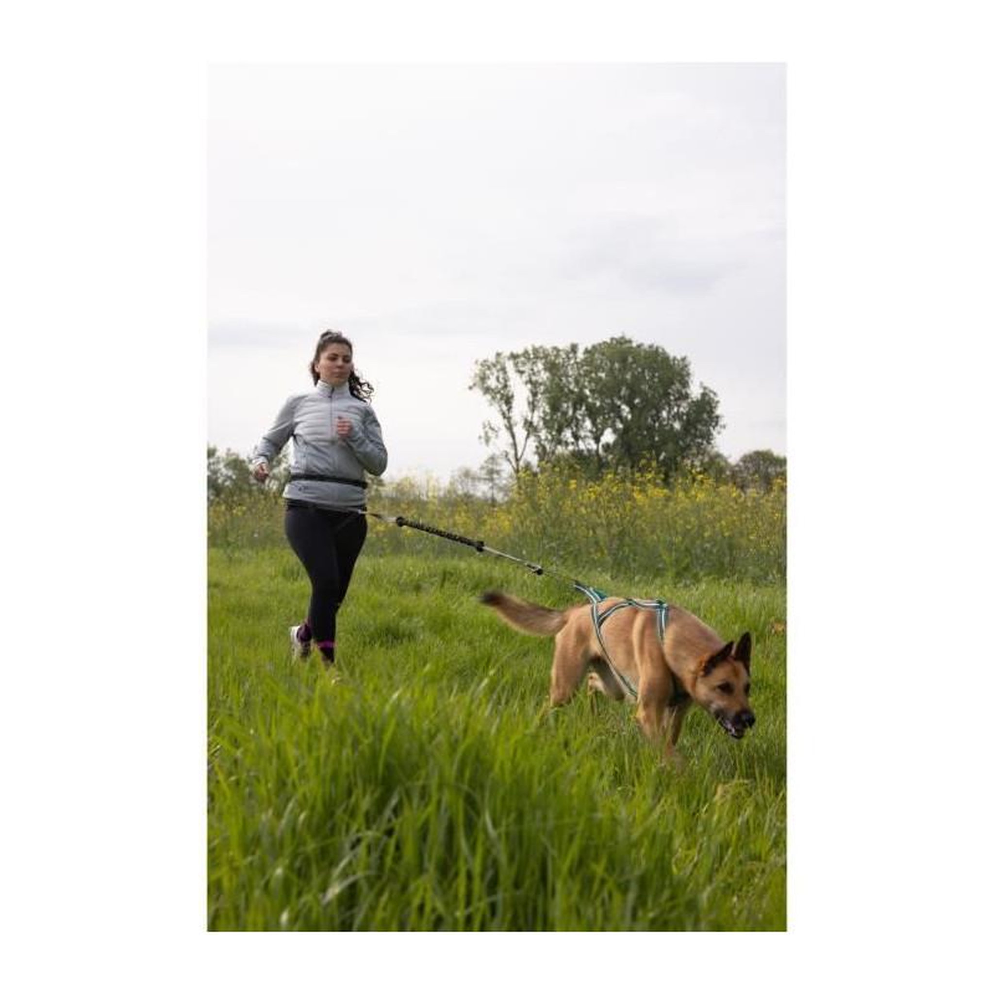 Voir la diapositive 6 : Longe de traction pour chien - CLASSICA - XL - 2.4 m - Chiens jusqu'a 25 kg