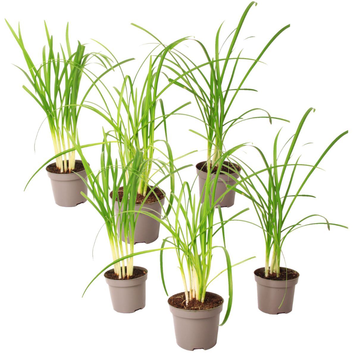 PLANT IN A BOX Tulbaghie - Set de 6 - Tulbaghia violacea - Hauteur 15-25cm - ⌀9cm