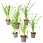 Voir la diapositive 1 : PLANT IN A BOX Tulbaghie - Set de 6 - Tulbaghia violacea - Hauteur 15-25cm - ⌀9cm