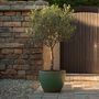Voir la diapositive 5 : PLANT IN A BOX Olivier - Olea europaea - Hauteur 80-90cm - ⌀19cm