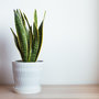 Voir la diapositive 4 : PLANT IN A BOX Langue de belle-mère - Sansevieria trifasciata Laurentii - H40-50cm - ⌀14cm