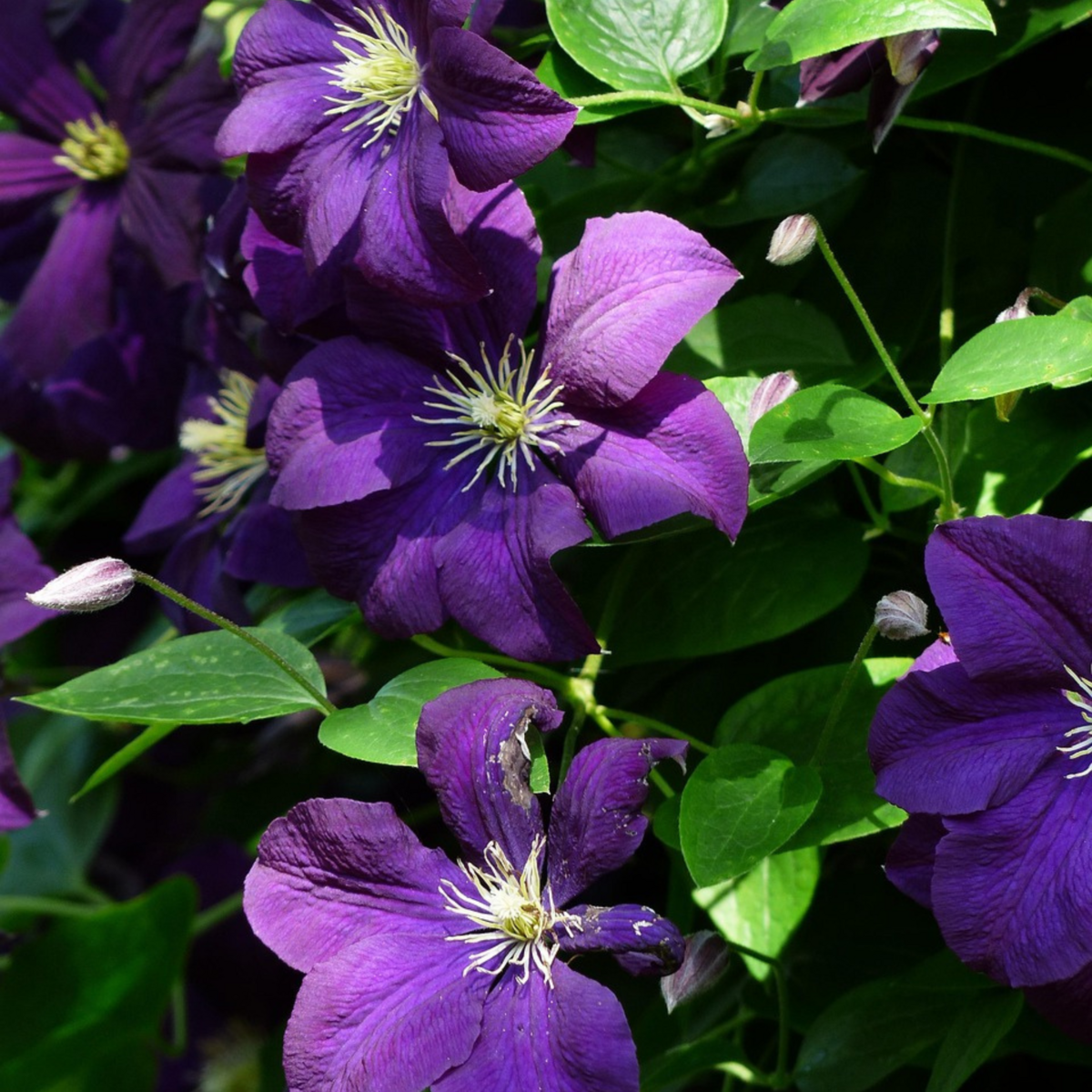 PLANT IN A BOX Clématite - Lot de 2 - Clematis 'The President' - Hauteur 100-120cm - ⌀17cm
