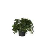 PLANT IN A BOX Pittospore du Japon - Pittosporum tobira nanum - Hauteur 30-40cm - ⌀19cm