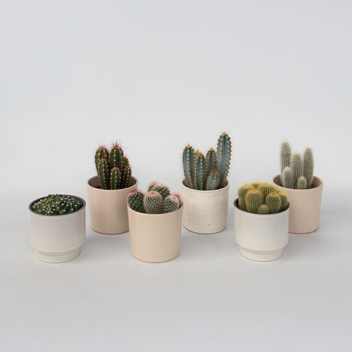 PLANT IN A BOX Mélange de cactus - Lot de 6 - Cactus - Hauteur 15-20cm - ⌀10,5cm