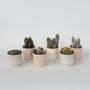 Voir la diapositive 6 : PLANT IN A BOX Mélange de cactus - Lot de 6 - Cactus - Hauteur 15-20cm - ⌀10,5cm