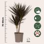 Voir la diapositive 2 : PLANT IN A BOX Dragonnier - Dracaena marginata 'Magenta' - Hauteur 70-80cm - ⌀17cm