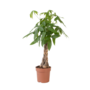 Voir la diapositive 1 : PLANT IN A BOX Arbre à argent - Pachira aquatica - Hauteur 100-120cm - ⌀24cm