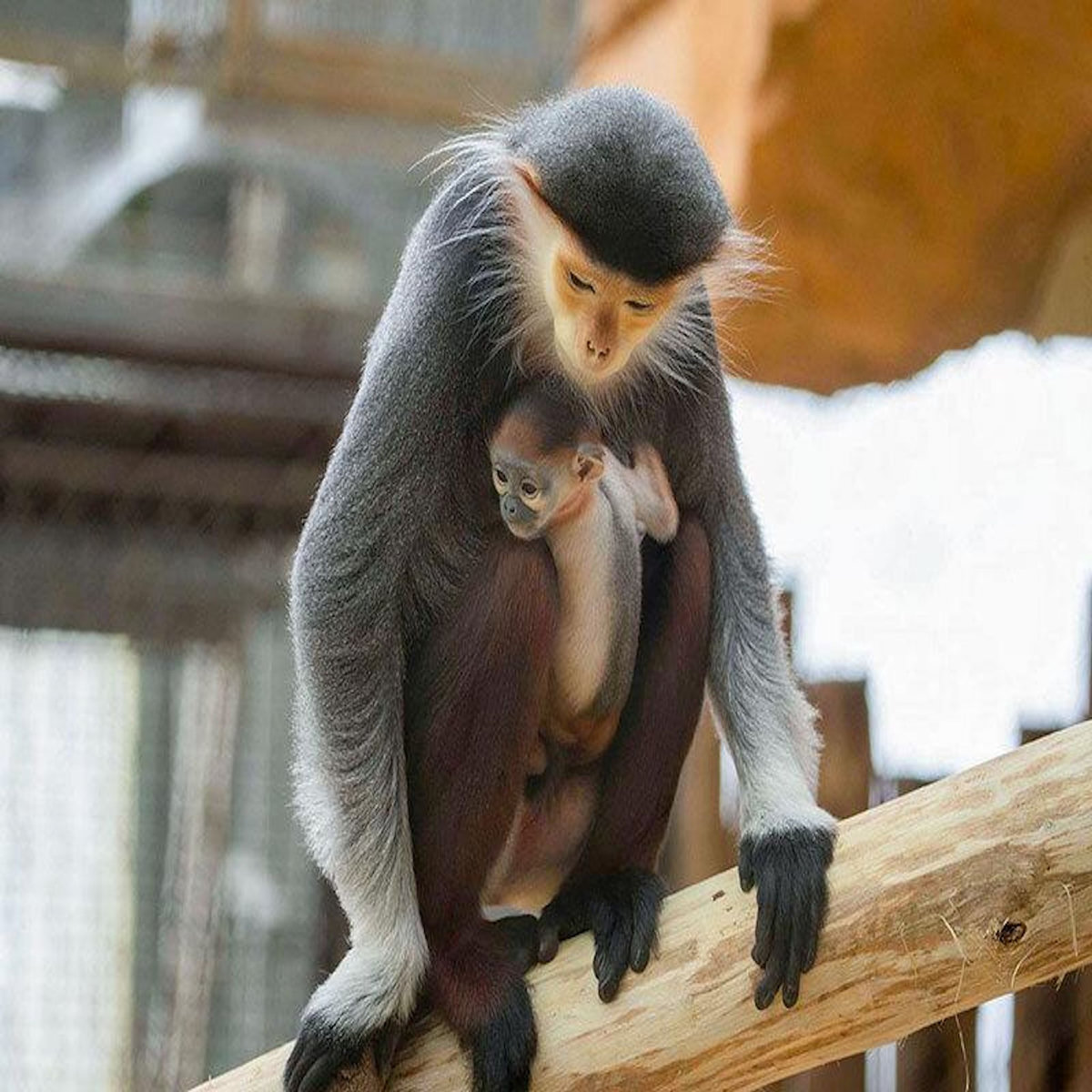 Smartbox Billets pour le ZooParc de Beauval 2026 : 2 entrées adulte et 1 entrée enfant pour 1 journée - Coffret Cadeau Multi-thèmes