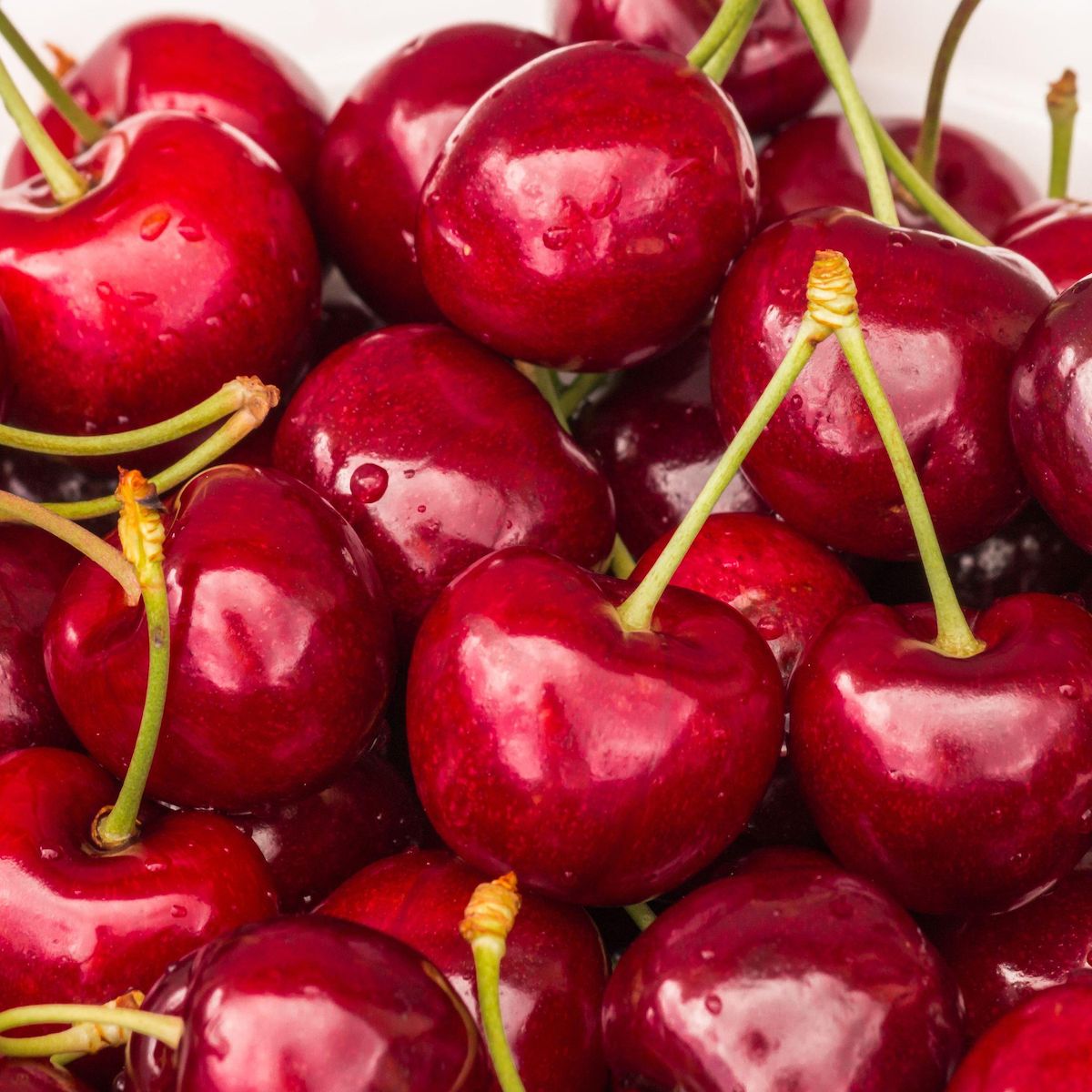 PLANT IN A BOX Cerisier - Prunus avium 'Stella' - Cerise douce - Hauteur 90-110cm - ⌀23cm