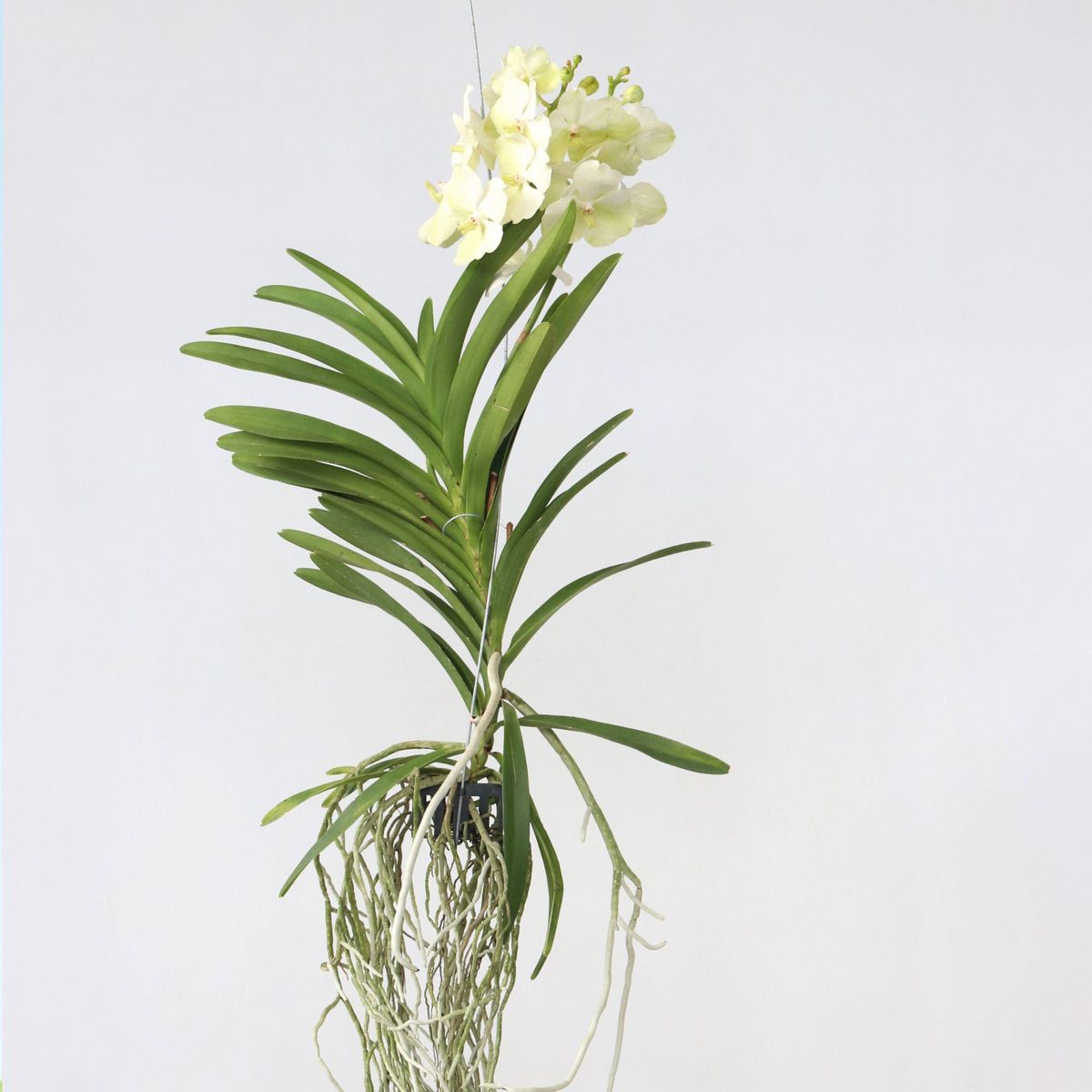 PLANT IN A BOX Orchidée - Vanda 'Tayanee White' - Hauteur 45-55cm
