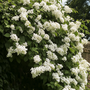 Voir la diapositive 4 : PLANT IN A BOX Hortensia grimpant - Set de 3 - Hydrangea anomale petiolaris - H25-40cm - ⌀9cm