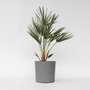Voir la diapositive 6 : PLANT IN A BOX Palmier nain - Chamaerops humilis - Hauteur 70-80cm - ⌀21cm