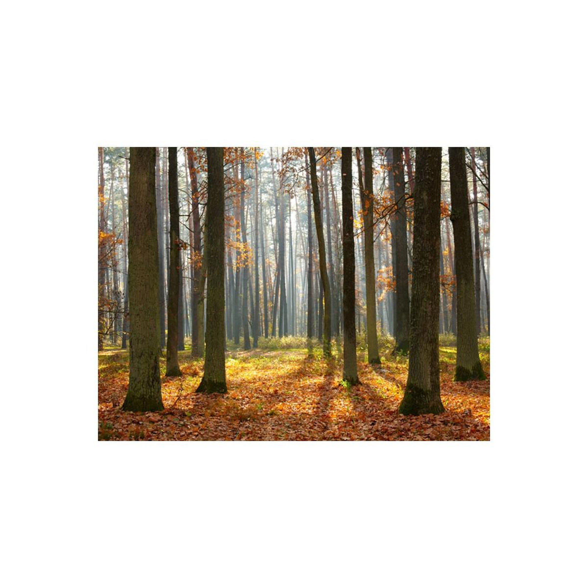 Voir la diapositive 2 : Paris Prix Papier Peint  Autumn Trees