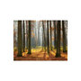 Voir la diapositive 2 : Paris Prix Papier Peint  Autumn Trees