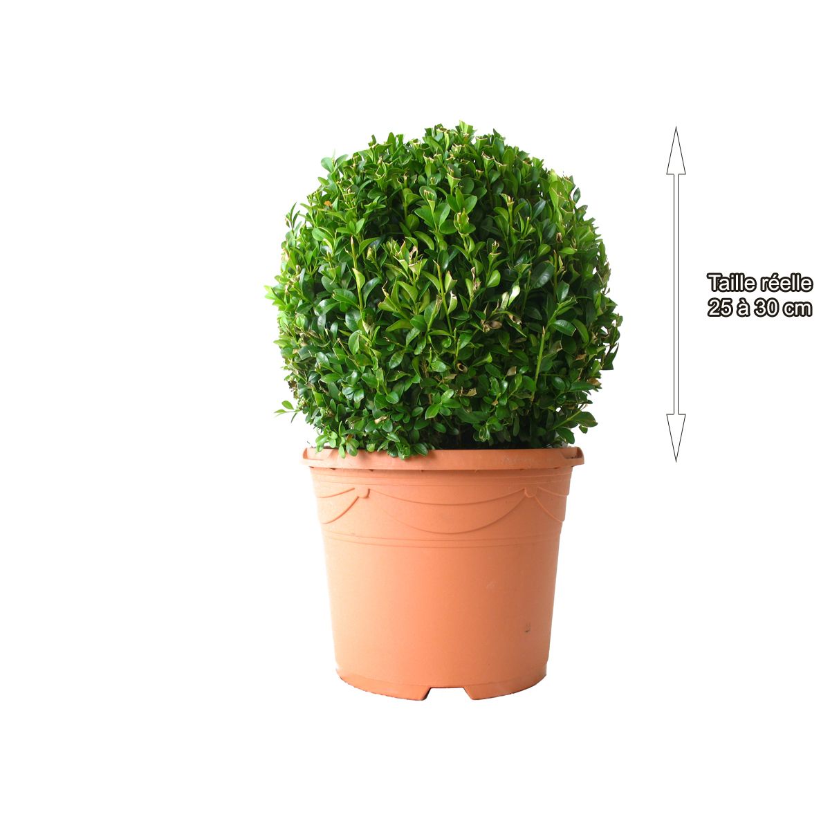 Buis à petite feuilles forme boule