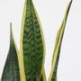 Voir la diapositive 3 : PLANT IN A BOX Langue de belle-mère - Sansevieria trifasciata Laurentii - H60-70cm - ⌀17cm