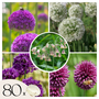 Voir la diapositive 1 : PLANT IN A BOX Mélange de bulbes Ail - Set de 80 - Allium - Bulbes à fleurs