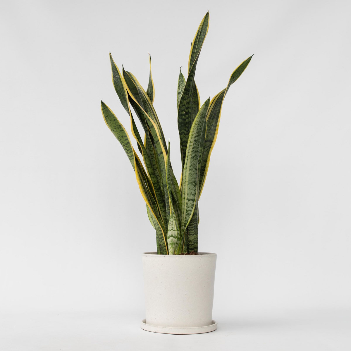 PLANT IN A BOX Langue de belle-mère - Sansevieria trifasciata Laurentii - H65-75cm - ⌀21cm