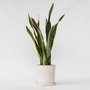 Voir la diapositive 6 : PLANT IN A BOX Langue de belle-mère - Sansevieria trifasciata Laurentii - H65-75cm - ⌀21cm