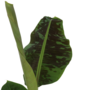 Voir la diapositive 3 : PLANT IN A BOX Bananaier nain - Musa 'Dwarf Cavendish' - Hauteur 90-100cm - ⌀21cm