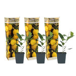 PLANT IN A BOX Citronnier - Lot de 3 - Citrus limon - Hauteur 25-40cm - ⌀9cm