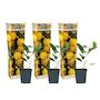 Voir la diapositive 1 : PLANT IN A BOX Citronnier - Lot de 3 - Citrus limon - Hauteur 25-40cm - ⌀9cm