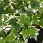Voir la diapositive 3 : ATMOSPHERA Plante artificielle à suspendre avec pot en métal - Noir