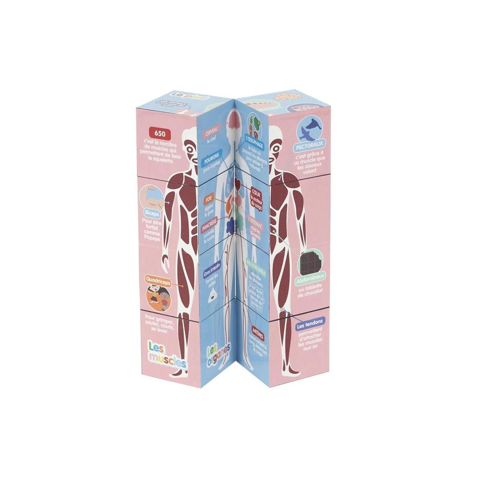 Voir la diapositive 5 : Jeux 2 momes Cube educatif  corps humain  7cm multicolore
