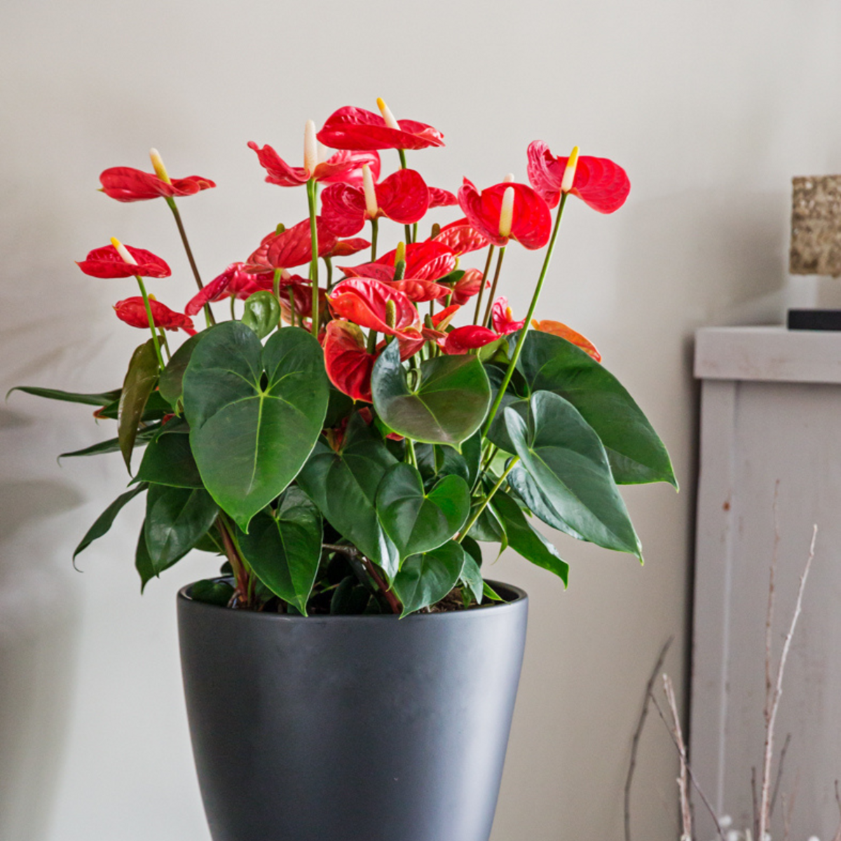 PLANT IN A BOX Langue de feu - Anthurium 'Madural Red' - Hauteur 40-45cm - ø14cm