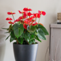 Voir la diapositive 5 : PLANT IN A BOX Langue de feu - Anthurium 'Madural Red' - Hauteur 40-45cm - ø14cm