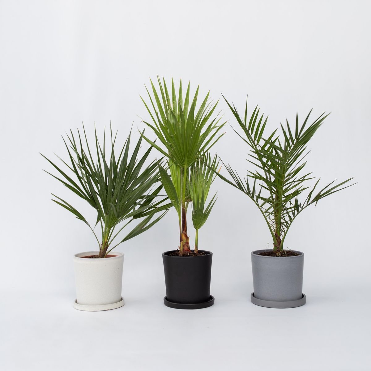 PLANT IN A BOX Mélange de palmiers d'extérieur - Set de 3 - Hauteur 50-70cm - ⌀15cm
