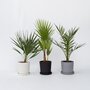 Voir la diapositive 4 : PLANT IN A BOX Mélange de palmiers d'extérieur - Set de 3 - Hauteur 50-70cm - ⌀15cm