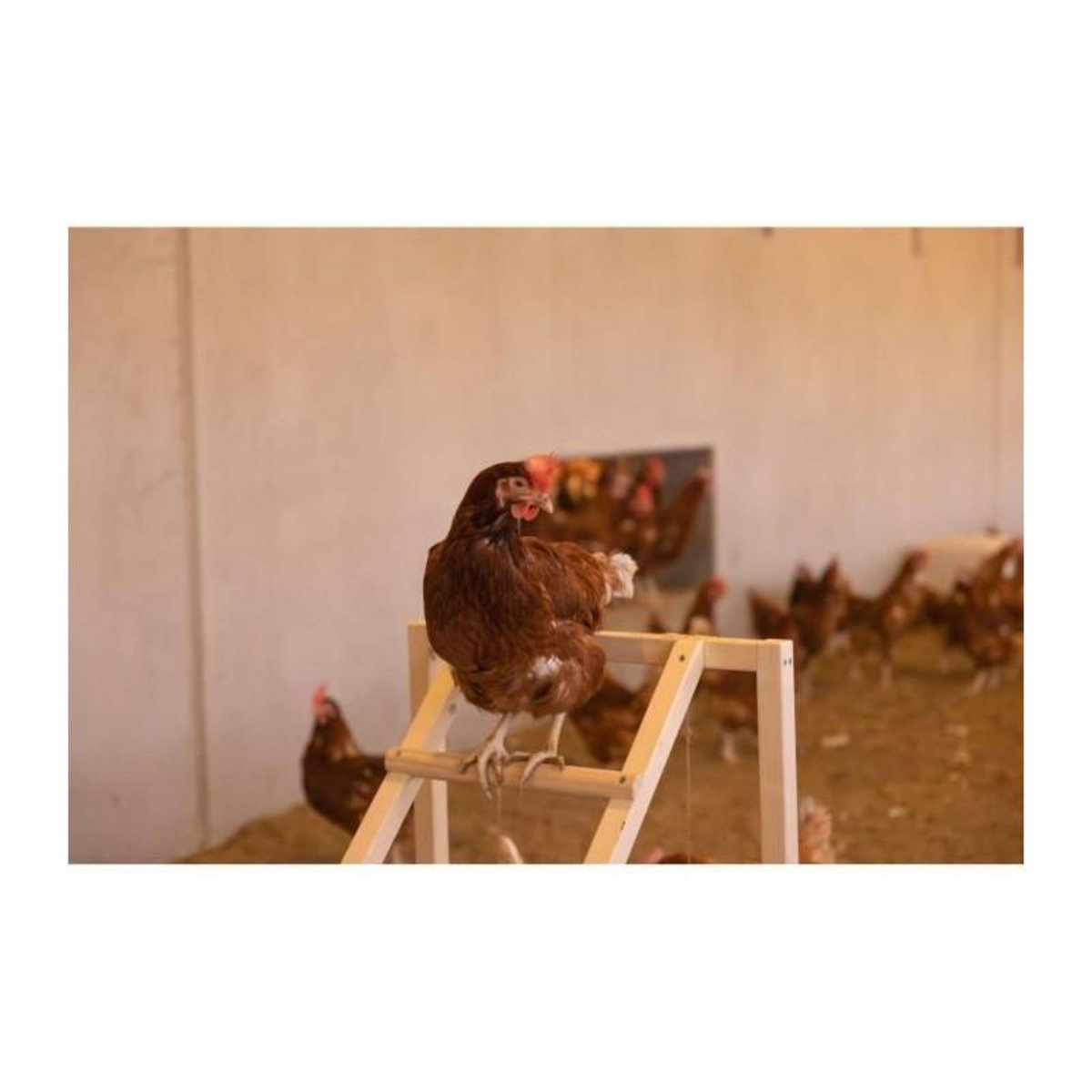 KERBL Tour d'escalade pour poules - KERBL - 85 x 55 x 76 cm - Avec balançoire - Echelle robuste